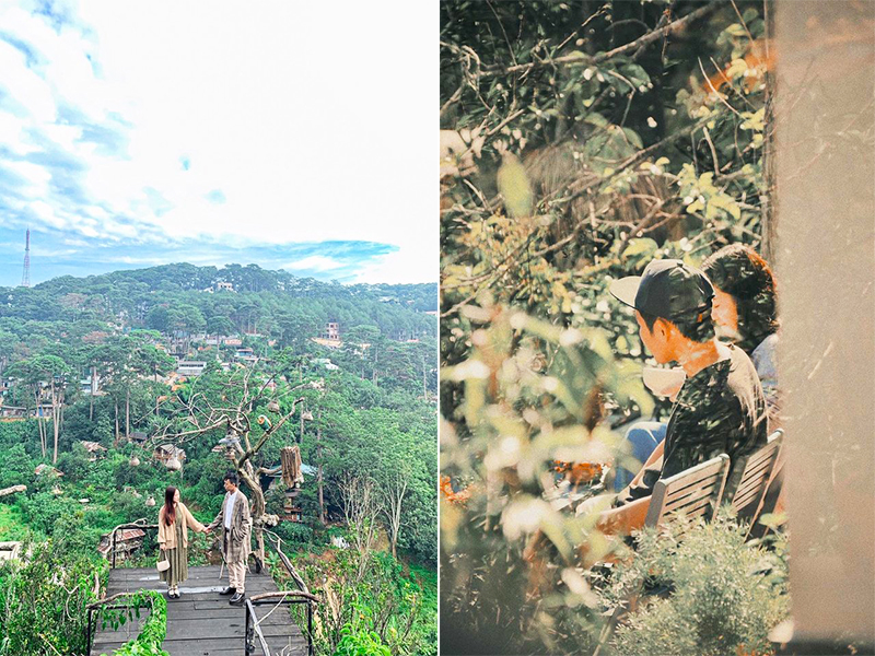 Cú trên cây homestay Đà Lạt