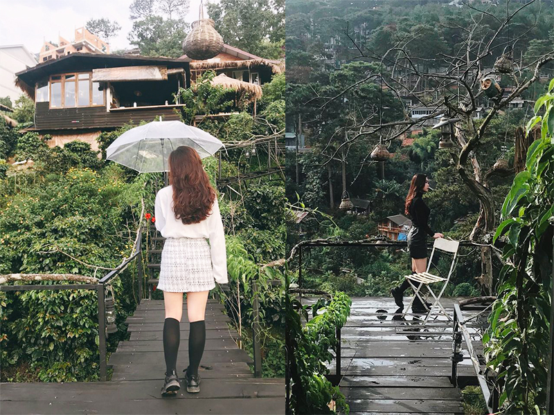 Cú trên cây homestay