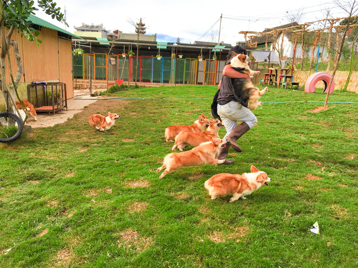 Những chú cún 4 chân siêu tinh nghịch tạiBlack Rock Garden Coffee