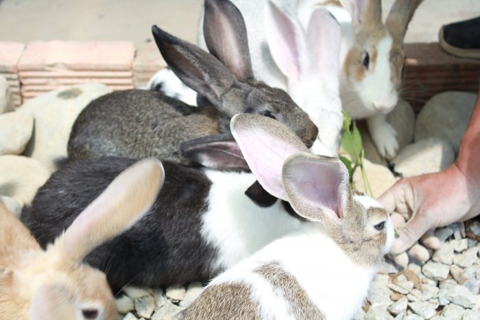 Những chú thỏ siêu đáng yêu tại đây